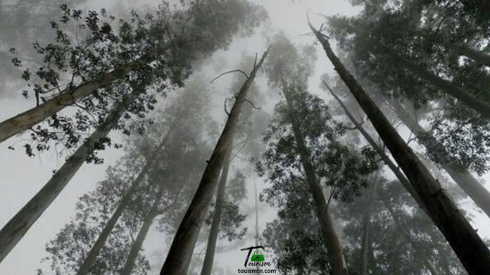 Pine Forest Kodaikanal